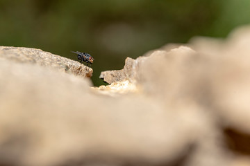 insect, fly, macro, nature, bug, animal, green, dragonfly, leaf, wing, close-up, closeup, pest, detail, wildlife, eye, 