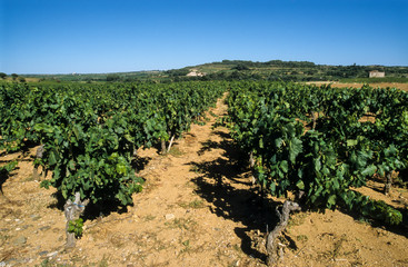 Fototapeta na wymiar vignes, Chateau Glezan, Faugères, Hérault, 34