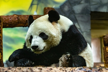 giant panda. Ailuropoda melanoleuca. close up.