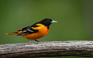 Obraz premium Baltimore Oriole 