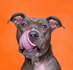 cute dog studio shot on an isolated background