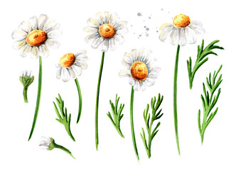 Chamomile flowers set, Hand drawn watercolor illustration, isolated on white background