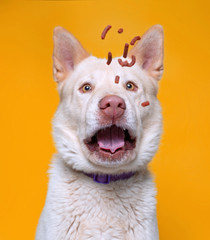 cute studio photo of a shelter dog on a isolated background