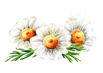 Fototapeta na wymiar Chamomile flowers. Hand drawn watercolor illustration isolated on white background