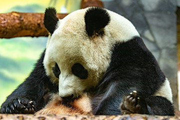 Obraz premium giant panda. Ailuropoda melanoleuca. close up.
