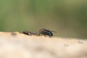 Common house fly in habitable environments located in an open space garden  in seach of food