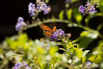 Brown butterfly on a lilac flower in a spring atmosphere background. Beautiful nature picture on sunny day. Selective soft focus.