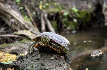 turtle resting in the sun by the river and playing with a fly on its nose