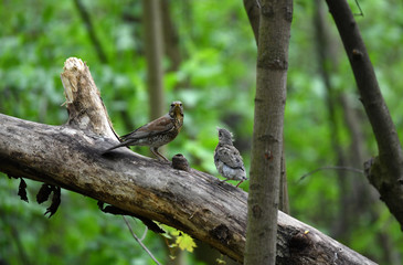 thrush chick is waiting for its parents to learn about the world and share life experiences