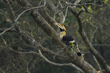 The great hornbill also known as the concave casqued hornbill, great Indian hornbill or great pied hornbill. © faisalmagnet