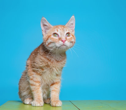 cute studio photo of a shelter cat on a isolated background