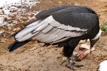 Andean Condor. Vúltur grýphus. close up.