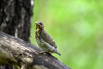 thrush chick is waiting for its parents to learn about the world and share life experiences