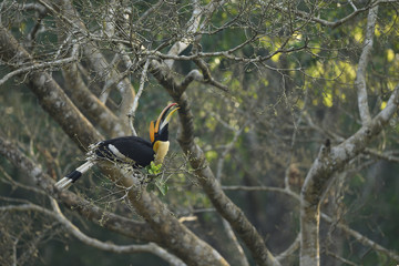 The great hornbill also known as the concave casqued hornbill, great Indian hornbill or great pied...