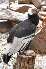 Andean Condor. Vúltur grýphus. close up.