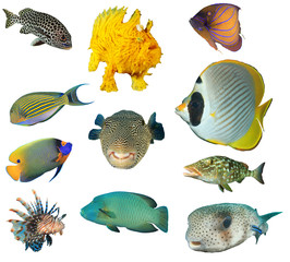 Sea fish isolated. Collection of reef fish cutout on white background. Sweetlips, frogfish,...