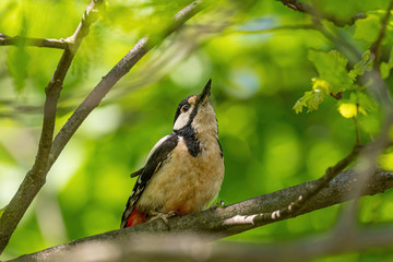 Great spotted woodpecker Dendrocopos major in forest in spring