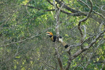 The great hornbill also known as the concave casqued hornbill, great Indian hornbill or great pied...