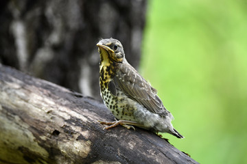 thrush chick is waiting for its parents to learn about the world and share life experiences