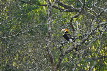 The great hornbill also known as the concave casqued hornbill, great Indian hornbill or great pied...