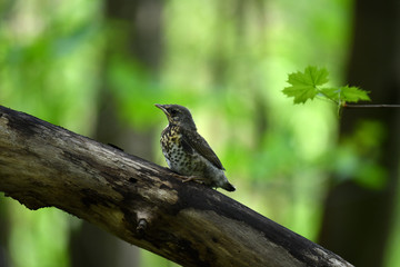 thrush chick is waiting for its parents to learn about the world and share life experiences