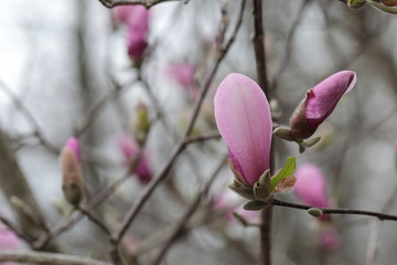 Close up of pink Magnolia flowers in spring season.