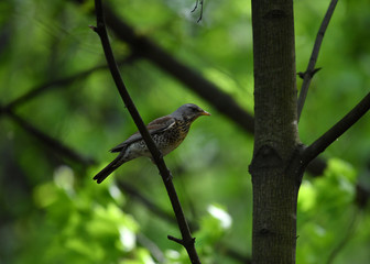 Thrush on a hunt to collect worms in the forest in vivo