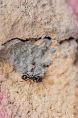 He struggles daily in search of sustenance for a laborious ant around his anthill at dawn.