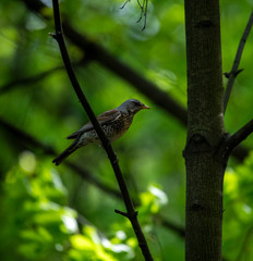 Thrush on a hunt to collect worms in the forest in vivo