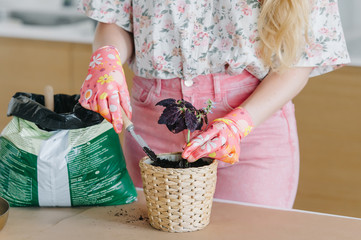 Female hands in pink gloves transplant home flowers into new wicker beautiful pots.