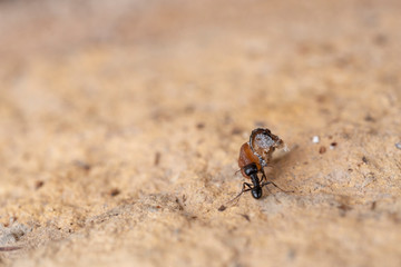He struggles daily in search of sustenance for a laborious ant around his anthill at dawn.