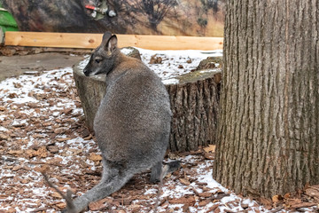 Bennett´s Wallaby. Macropus rufogriseus fruticus. Kangaroo © pablofilatelly