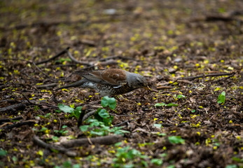 Thrush on a hunt to collect worms in the forest in vivo