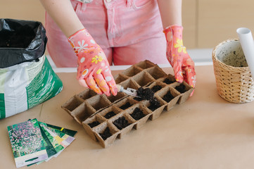 Woman planting seeds in peat pots. Spring planting sprinkles the ground with a home garden tool. Grow from seeds in boxes of the house on the windowsill