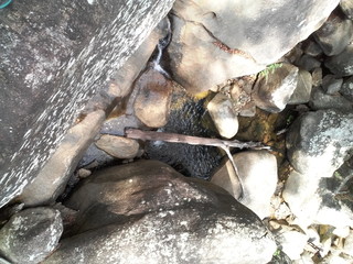 small fish in the water