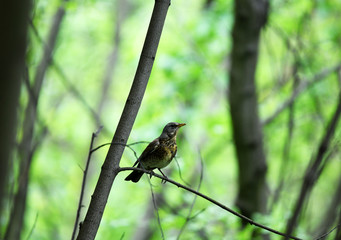 Thrush on a hunt to collect worms in the forest in vivo