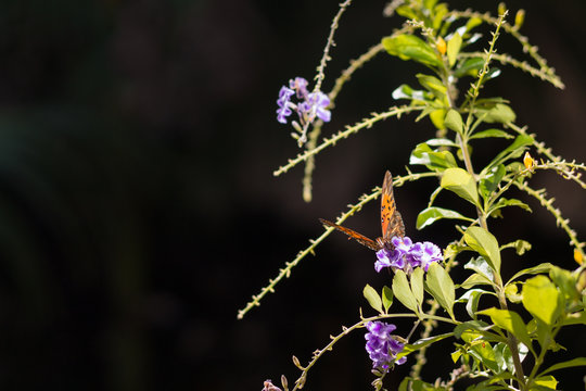 Beautiful and soft nature picture on sunny day. Brown butterfly on a lilac flower and green leaf. Bokeh background. Selective focus with copy space. Top view.