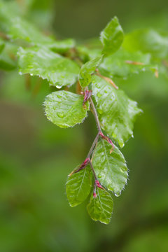 ramo di faggio (Fagus sylvatica) primo piano foglie