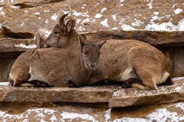 The Dagestan Tur. East Caucasian tour. Capra cylindricornis