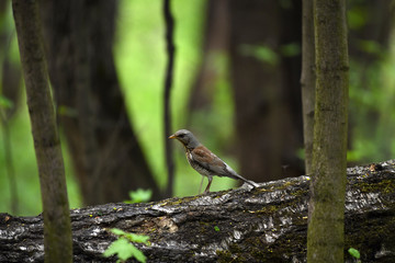 Thrush on a hunt to collect worms in the forest in vivo