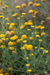 Close-up of nice chamomile flowers. 
Enhanced in a suitable background, it shows all its colors and splendor 