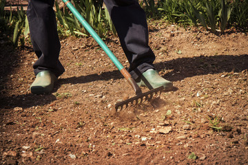 Man works in vegetable garden. He's using a rake to prepare the soil