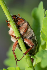 Cockchafer or May bug  in the natural environment, close –up.