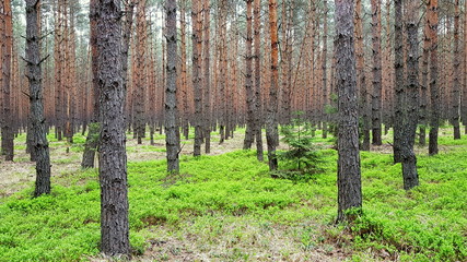 Obraz premium forest
