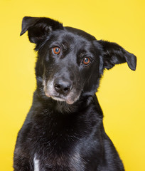 cute studio photo of a shelter dog on a isolated background