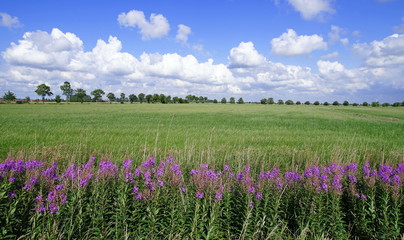willowherb ,grassland,meadow,field,blue sky