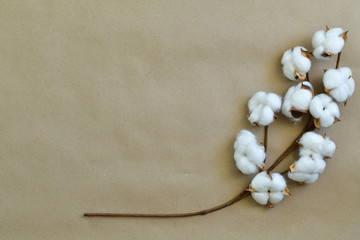 Cotton flowers on paper brown background.Women's health care. Zero waste, life without plastic. Ecology concept. Save the world.