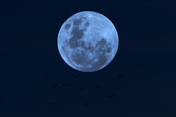 Obraz na płótnie Canvas Full moon with silhouetted birds in the dark night.
