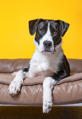 cute studio photo of a shelter dog on a isolated background