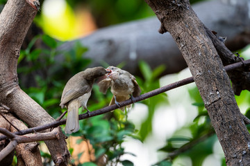 Streak - eared Bulbul